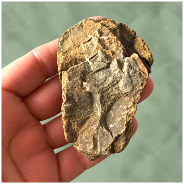 Bagsiden af et geologisk trilobit fossil, der viser den autentiske klippestruktur.
