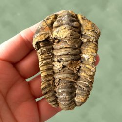 En h�nd, der pr�senterer et flot og autentisk trilobit fossil med fine detaljer.