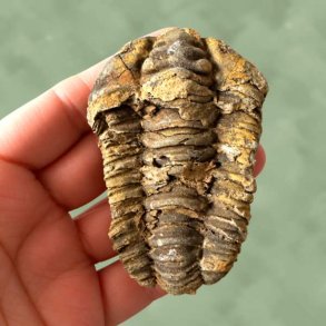En h�nd, der pr�senterer et flot og autentisk trilobit fossil med fine detaljer.