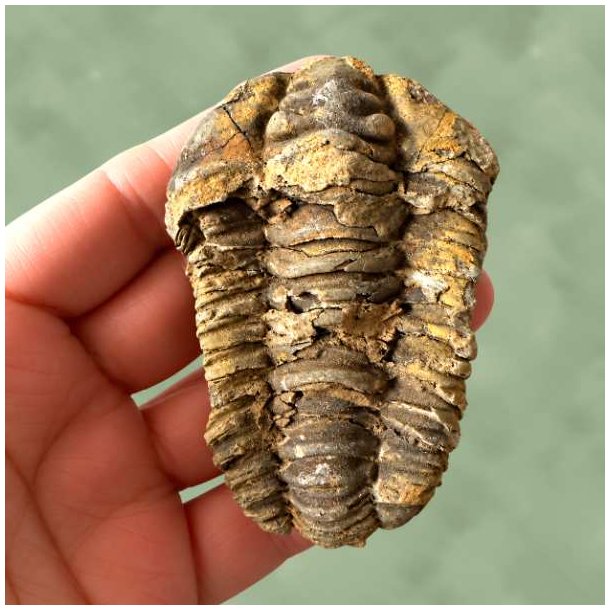 En h�nd, der pr�senterer et flot og autentisk trilobit fossil med fine detaljer.