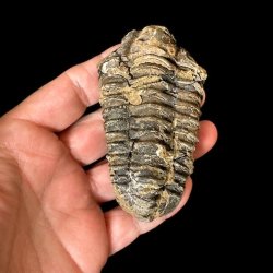 �gte trilobit fossil med tydelige segmenter og flotte naturlige detaljer &ndash; unika samlerfossil