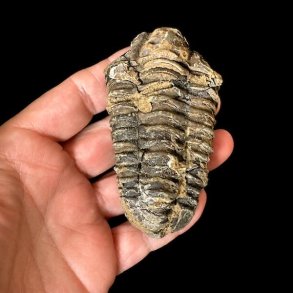 �gte trilobit fossil med tydelige segmenter og flotte naturlige detaljer &ndash; unika samlerfossil