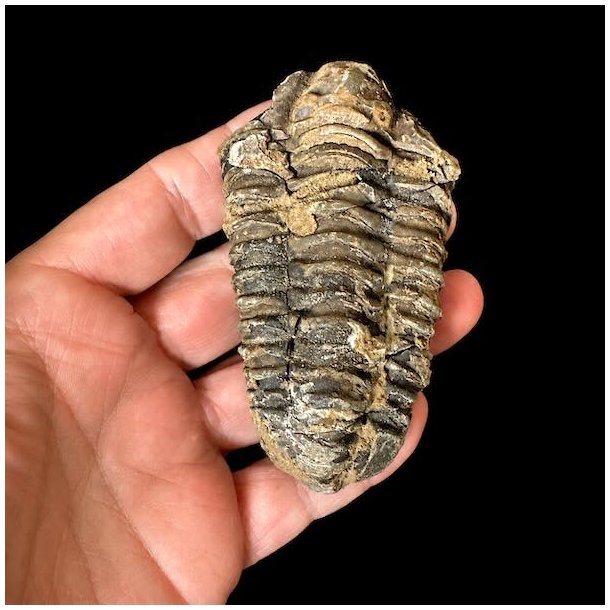 �gte trilobit fossil med tydelige segmenter og flotte naturlige detaljer &ndash; unika samlerfossil