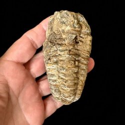�gte Trilobit Fossil 9 x 4,6 cm � Unikt H�ndplukket Samlerfossil Nr. 6