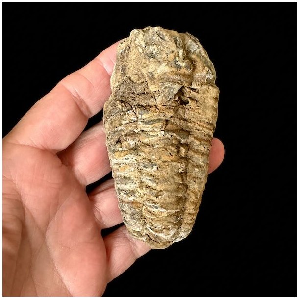 �gte Trilobit Fossil 9 x 4,6 cm � Unikt H�ndplukket Samlerfossil Nr. 6
