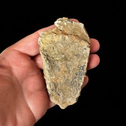 Naturlig bagside af trilobit fossil 8,4 x 4,7 cm med synlig stenstruktur og fossilisering gennem millioner af �r