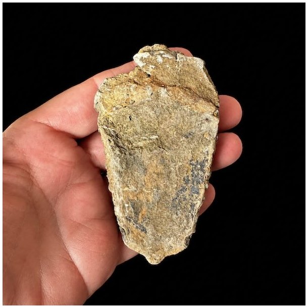 Naturlig bagside af trilobit fossil 8,4 x 4,7 cm med synlig stenstruktur og fossilisering gennem millioner af �r