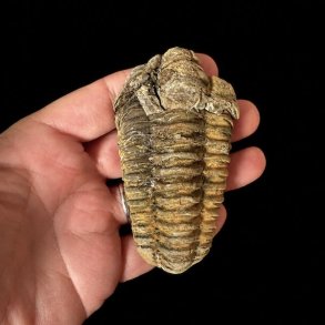 H�ndplukket trilobit fossil 8,4 x 4,7 cm med velbevarede detaljer og naturlige jordtoner