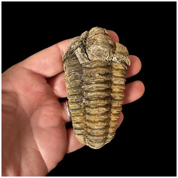 H�ndplukket trilobit fossil 8,4 x 4,7 cm med velbevarede detaljer og naturlige jordtoner