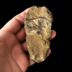 Naturlig bagside af trilobit fossil 9 x 4,4 cm med synlig stenstruktur og fossilisering gennem millioner af �r