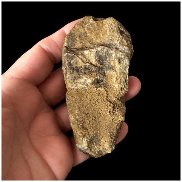 Naturlig bagside af trilobit fossil 9 x 4,4 cm med synlig stenstruktur og fossilisering gennem millioner af �r