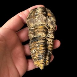 H�ndplukket trilobit fossil 9 x 4,4 cm med velbevarede detaljer og naturlige jordtoner
