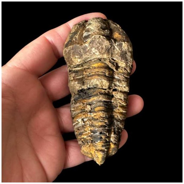 H�ndplukket trilobit fossil 9 x 4,4 cm med velbevarede detaljer og naturlige jordtoner