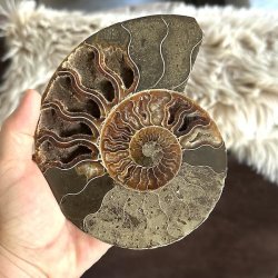 Ammonit fossil med tydelig spiralform og naturlige m�nstre
