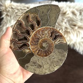 Ammonit fossil med tydelig spiralform og naturlige m�nstre