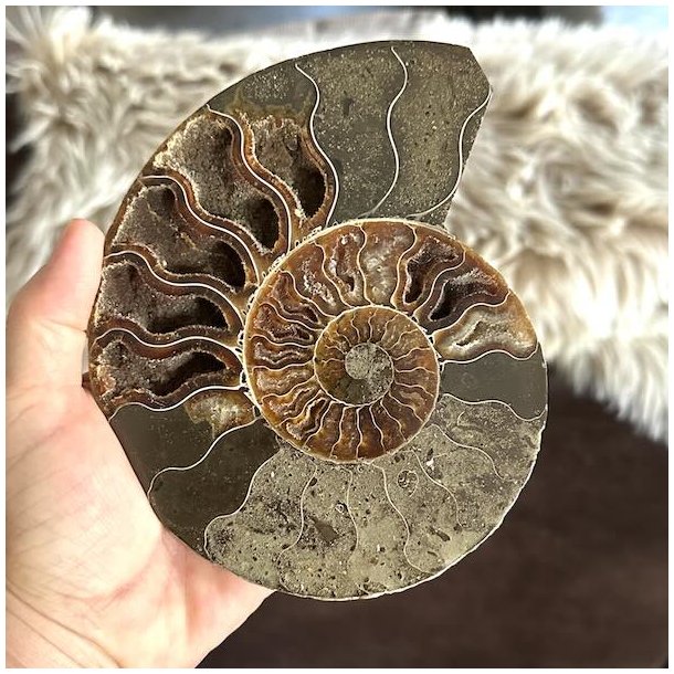 Ammonit fossil med tydelig spiralform og naturlige m�nstre