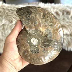 Unikt ammonitfossil med detaljeret spiralm�nster i brune og gr� nuancer