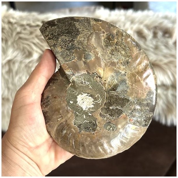 Unikt ammonitfossil med detaljeret spiralm�nster i brune og gr� nuancer