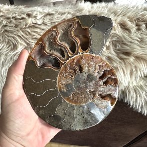 N�rbillede af ammonitfossil med karakteristiske fine linjer og detaljer
