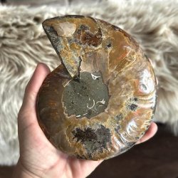 Poleret ammonit fossil med smukke naturlige kamre og spiralstruktur