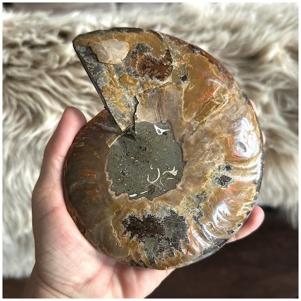 Poleret ammonit fossil med smukke naturlige kamre og spiralstruktur