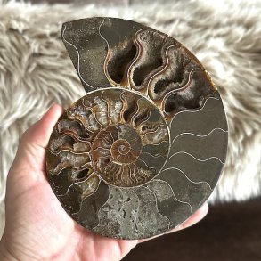 Rundt ammonitfossil med tydelig spiral og naturlige farvevariationer