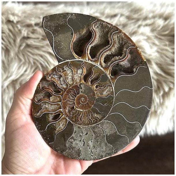 Rundt ammonitfossil med tydelig spiral og naturlige farvevariationer