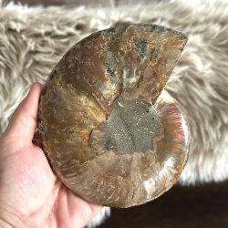 �gte ammonit fossil med detaljeret forstenet struktur og naturligt m�nster