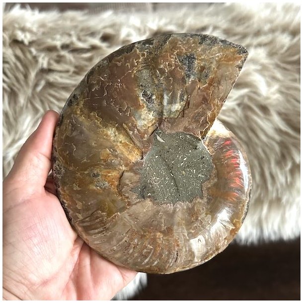 �gte ammonit fossil med detaljeret forstenet struktur og naturligt m�nster