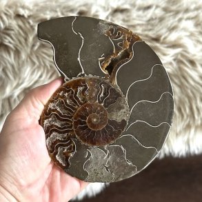 Ammonitfossil med markant spiralm�nster i jordfarver og dekorative detaljer
