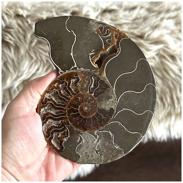 Ammonitfossil med markant spiralm�nster i jordfarver og dekorative detaljer