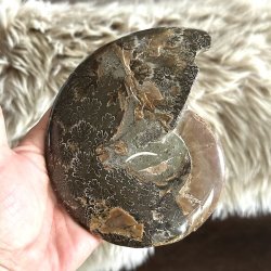 Unikt fossil af ammonit bagside
