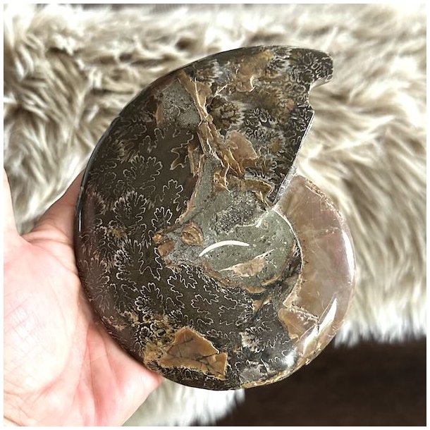 Unikt fossil af ammonit bagside