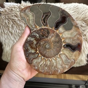 Ammonit fossil p� 16 x 13 cm med smuk spiralform og naturlige nuancer i beige, brun og gr�.