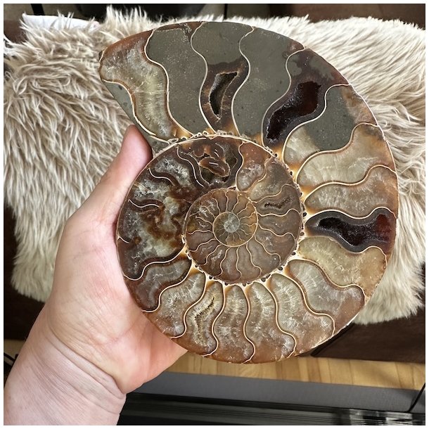 Ammonit fossil p� 16 x 13 cm med smuk spiralform og naturlige nuancer i beige, brun og gr�.