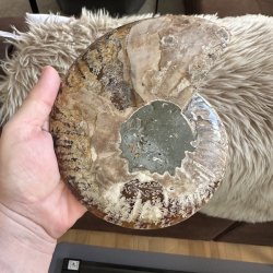 Bagsiden af �gte ammonit fossil p� 16 x 13 cm med naturlige stenstrukturer og unikke farvetegninger.