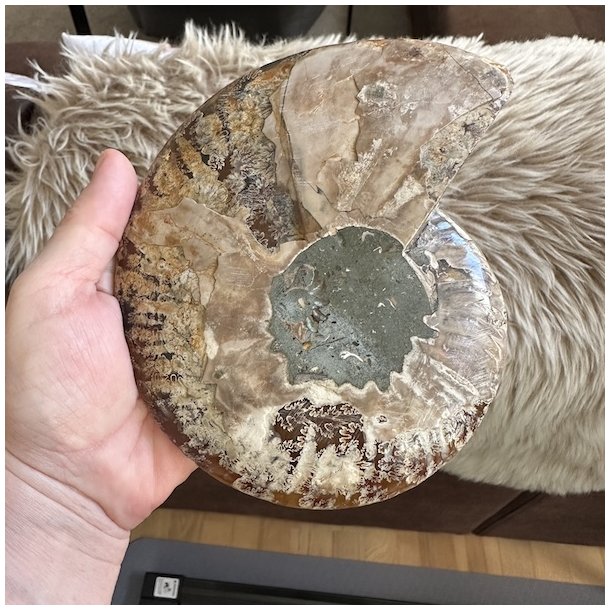 Bagsiden af �gte ammonit fossil p� 16 x 13 cm med naturlige stenstrukturer og unikke farvetegninger.