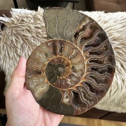 Ammonit fossil med tydelig spiralstruktur og naturlige nuancer i brun, beige og gr�. Unikt fossil med smukke, detaljerede kamre.
