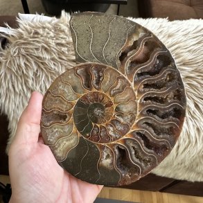 Ammonit fossil med tydelig spiralstruktur og naturlige nuancer i brun, beige og gr�. Unikt fossil med smukke, detaljerede kamre.