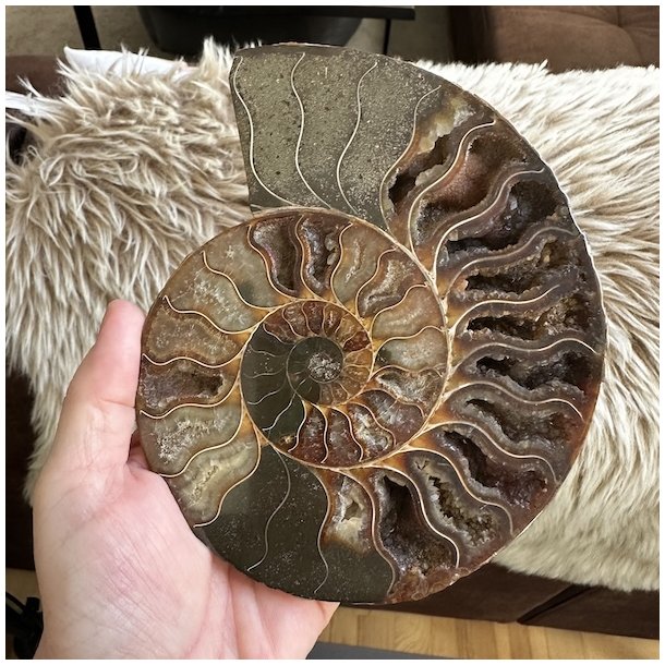 Ammonit fossil med tydelig spiralstruktur og naturlige nuancer i brun, beige og gr�. Unikt fossil med smukke, detaljerede kamre.