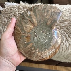 Bagsiden af �gte ammonit fossil med naturlige stenstrukturer og jordfarvede nuancer. Hvert fossil har sit eget unikke m�nster.