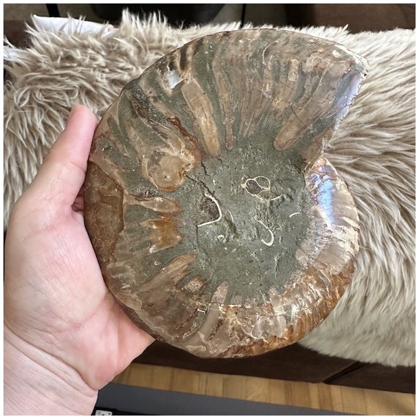 Bagsiden af �gte ammonit fossil med naturlige stenstrukturer og jordfarvede nuancer. Hvert fossil har sit eget unikke m�nster.