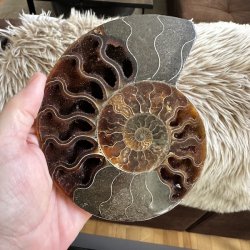 Ammonit fossil med tydelig spiral og markante, m�rke kamre i naturlige brune, beige og gr� nuancer.