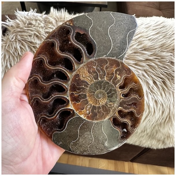 Ammonit fossil med tydelig spiral og markante, m�rke kamre i naturlige brune, beige og gr� nuancer.