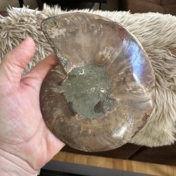 Bagsiden af ammonit fossil med naturlig stenstruktur, gr�brune farver og unikke m�nstre fra millioner af �rs forstening.