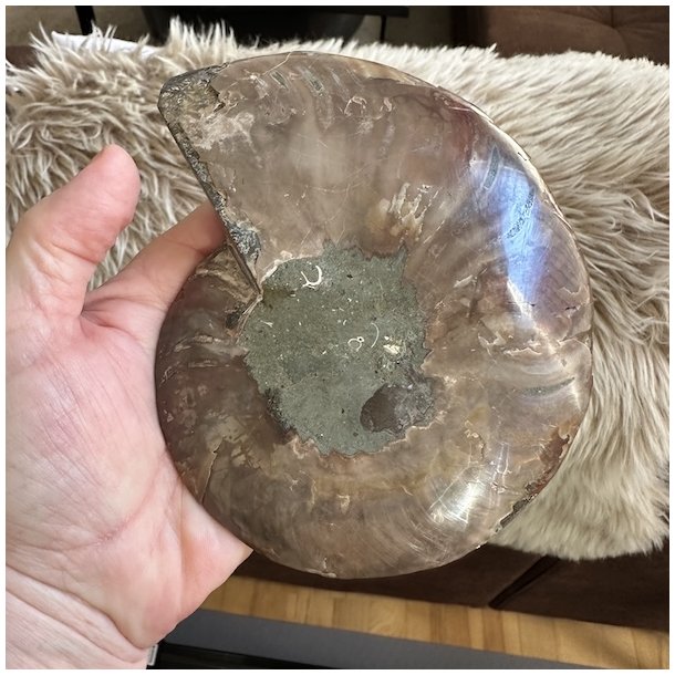 Bagsiden af ammonit fossil med naturlig stenstruktur, gr�brune farver og unikke m�nstre fra millioner af �rs forstening.
