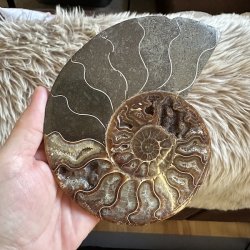 Ammonit fossil med gyldenbrune kamre og en markant spiral omgivet af gr�lige stenpartier. Naturligt fossil med fine detaljer og et karakteristisk farvespil.