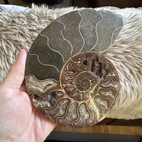 Ammonit fossil med gyldenbrune kamre og en markant spiral omgivet af gr�lige stenpartier. Naturligt fossil med fine detaljer og et karakteristisk farvespil.