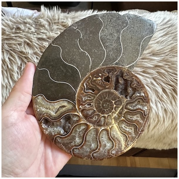 Ammonit fossil med gyldenbrune kamre og en markant spiral omgivet af gr�lige stenpartier. Naturligt fossil med fine detaljer og et karakteristisk farvespil.