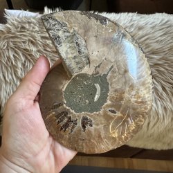 Bagsiden af ammonitten viser en afrundet, gr�gr�n midte med uregelm�ssige brune fossilaftegninger og en grov, naturlig stenoverflade.